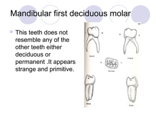 Mandibular first deciduous molar
 This

teeth does not
resemble any of the
other teeth either
deciduous or
permanent .It appears
strange and primitive.

 