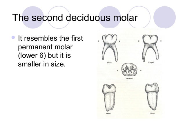 07. The Deciduous Teeth - Dentition 07. The Deciduous Teeth - Dentition