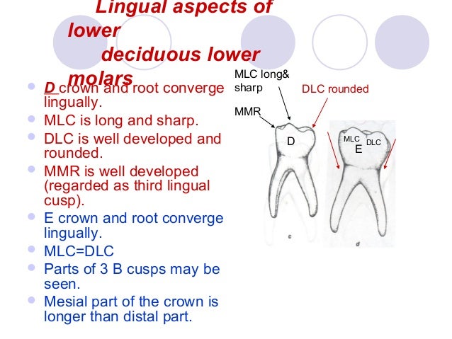 07 the deciduous teeth dentition primary mandibular first molar