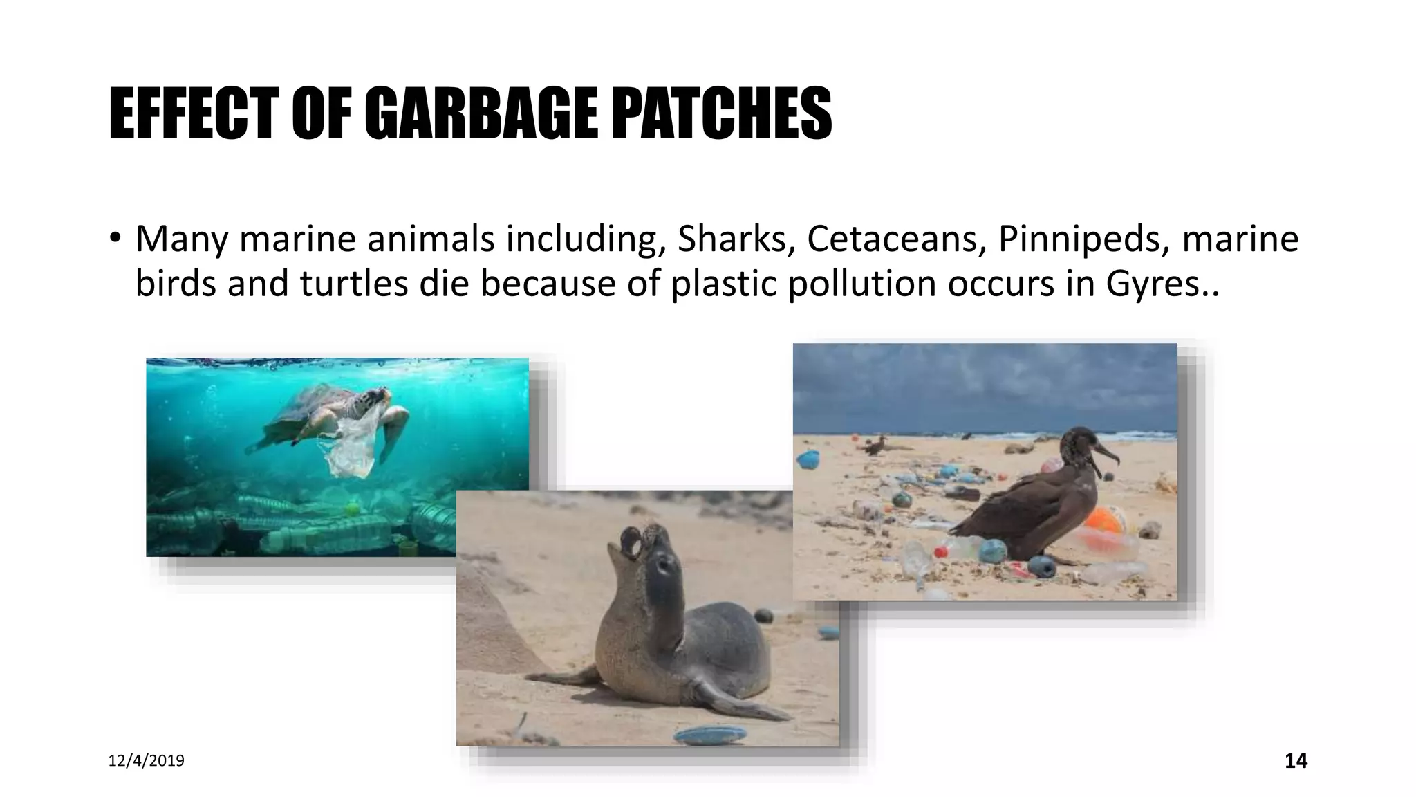 EFFECT OF GARBAGE PATCHES
• Many marine animals including, Sharks, Cetaceans, Pinnipeds, marine
birds and turtles die because of plastic pollution occurs in Gyres..
12/4/2019 14
 