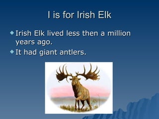I is for Irish Elk Irish Elk lived less then a million years ago. It had giant antlers. 
