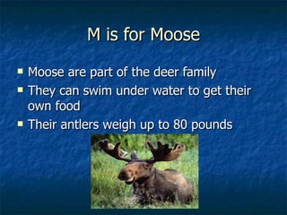 M is for Moose Moose are part of the deer family They can swim under water to get their own food Their antlers weigh up to 80 pounds 