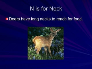 N is for Neck Deers have long necks to reach for food. 