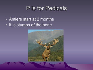 P is for Pedicals Antlers start at 2 months  It is stumps of the bone 