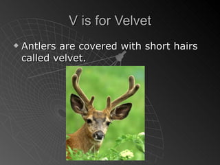 V is for Velvet Antlers are covered with short hairs called velvet. 