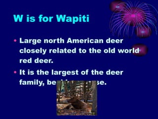 W is for Wapiti Large north American deer closely related to the old world red deer. It is the largest of the deer family, besides moose. 