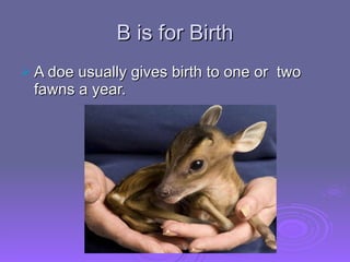 B is for Birth A doe usually gives birth to one or  two fawns a year. 