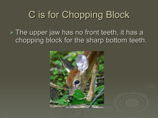 C is for Chopping Block The upper jaw has no front teeth, it has a chopping block for the sharp bottom teeth. 