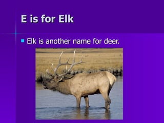 E is for Elk Elk is another name for deer. 