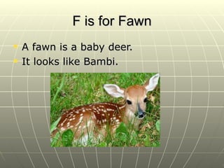 F is for Fawn A fawn is a baby deer. It looks like Bambi. 