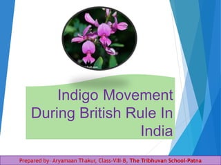 Indigo Movement
During British Rule In
India
Prepared by– Aryamaan Thakur, Class-VIII-B, The Tribhuvan School-Patna
 