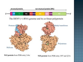 The DENV (+) RNA genome and its co-linear polyprotein
NS3 protein from PDB entry 2vbc NS5 protein from PDB entry 1l97 and 2j7w
Protease
Helicase
Methyl transferase
Polymerase
 