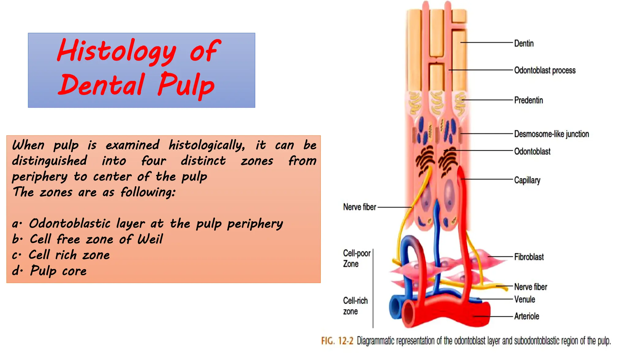 The dental pulp periradicular tissues 2.pdf
