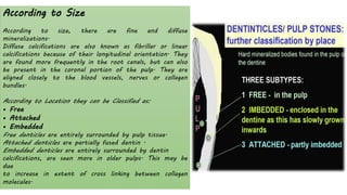Pulp Bundle The dental pulp periradicular tissues 2.pdf