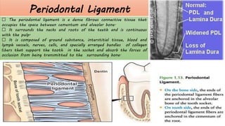 Pulp Bundle The dental pulp periradicular tissues 2.pdf