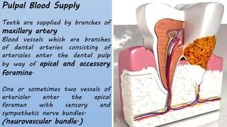 Pulp Bundle The dental pulp periradicular tissues 2.pdf