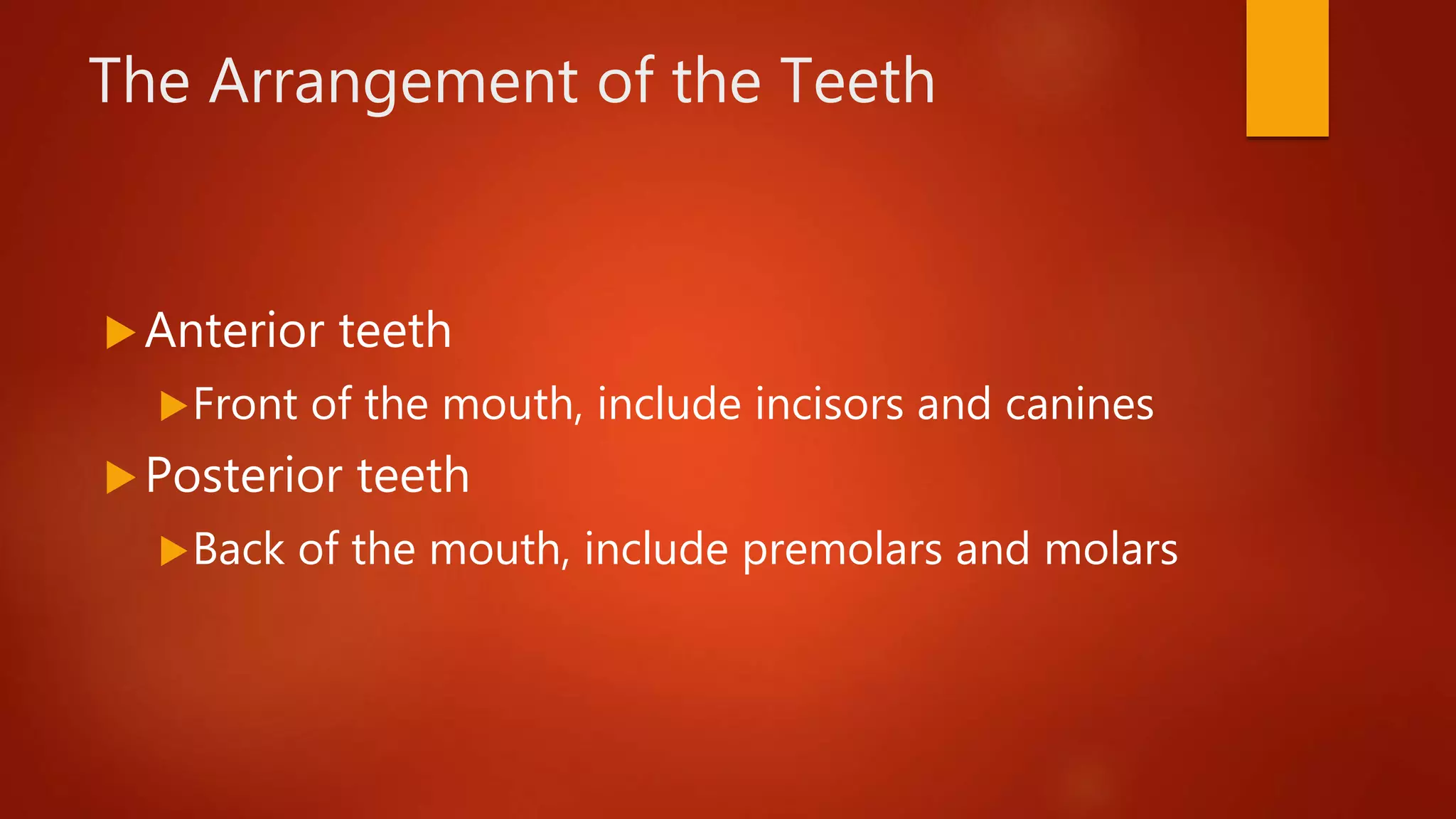 The Arrangement of the Teeth
Anterior teeth
Front of the mouth, include incisors and canines
Posterior teeth
Back of the mouth, include premolars and molars
 