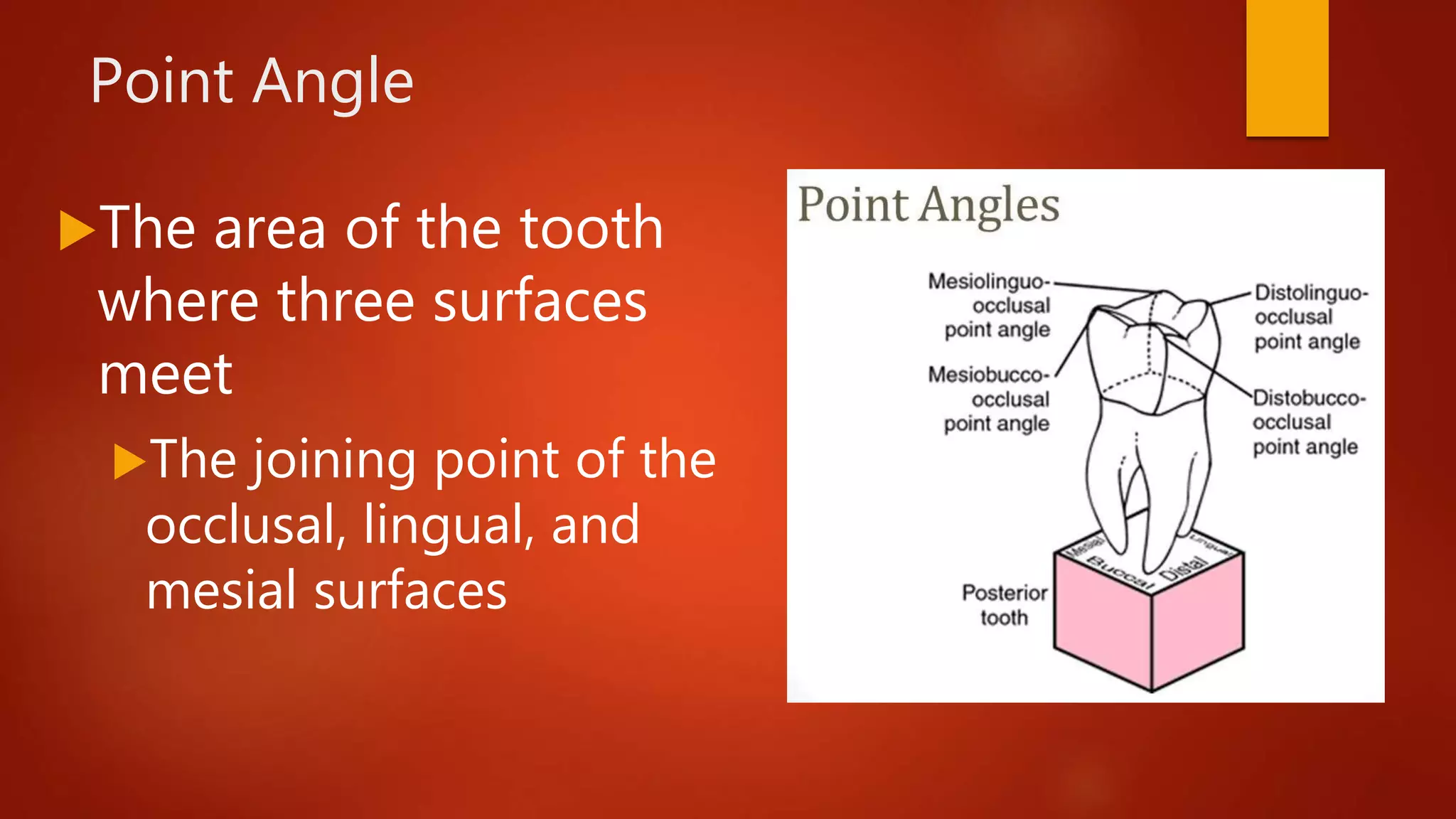 Point Angle
The area of the tooth
where three surfaces
meet
The joining point of the
occlusal, lingual, and
mesial surfaces
 