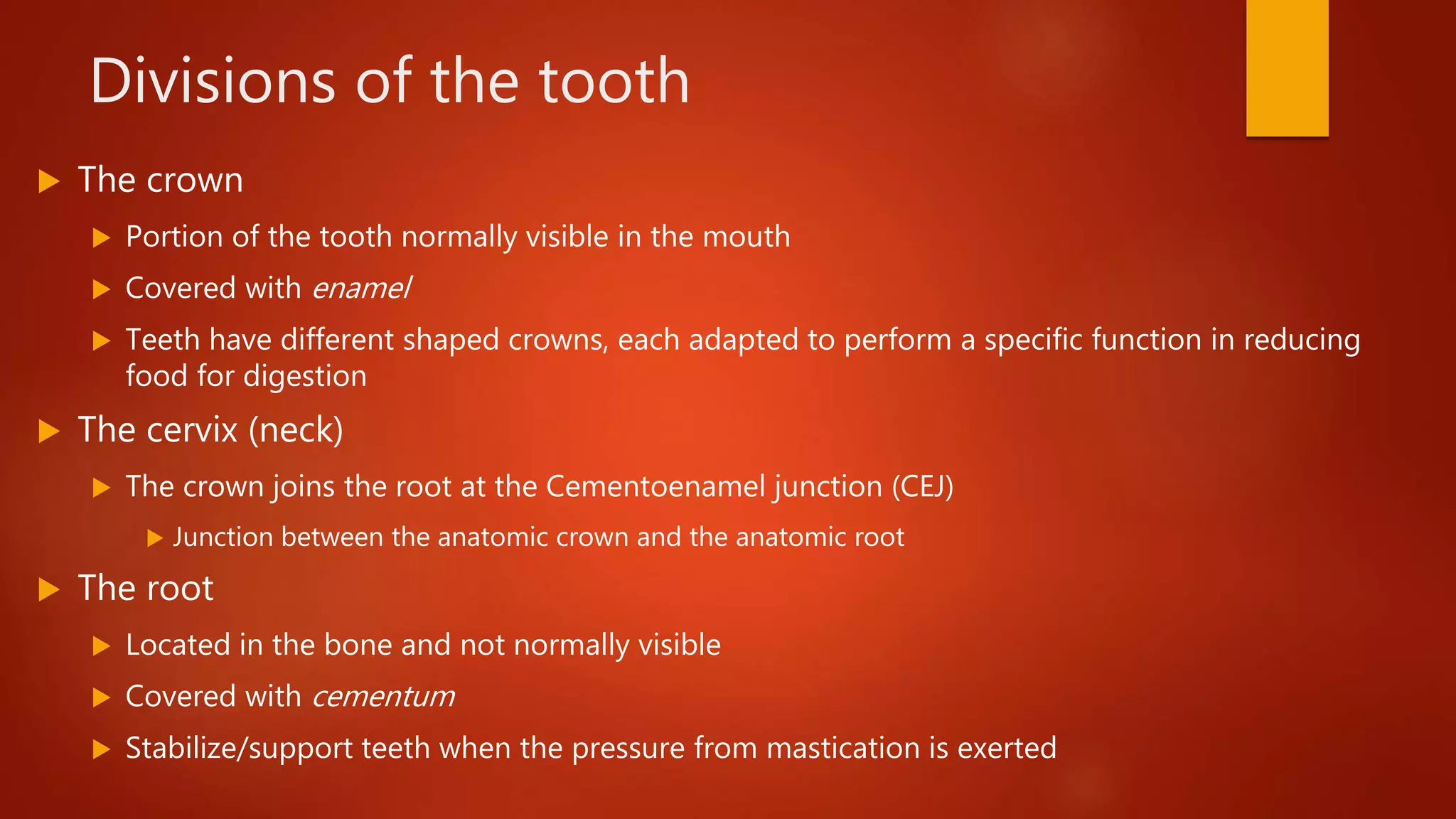 Divisions of the tooth
 The crown
 Portion of the tooth normally visible in the mouth
 Covered with enamel
 Teeth have different shaped crowns, each adapted to perform a specific function in reducing
food for digestion
 The cervix (neck)
 The crown joins the root at the Cementoenamel junction (CEJ)
 Junction between the anatomic crown and the anatomic root
 The root
 Located in the bone and not normally visible
 Covered with cementum
 Stabilize/support teeth when the pressure from mastication is exerted
 
