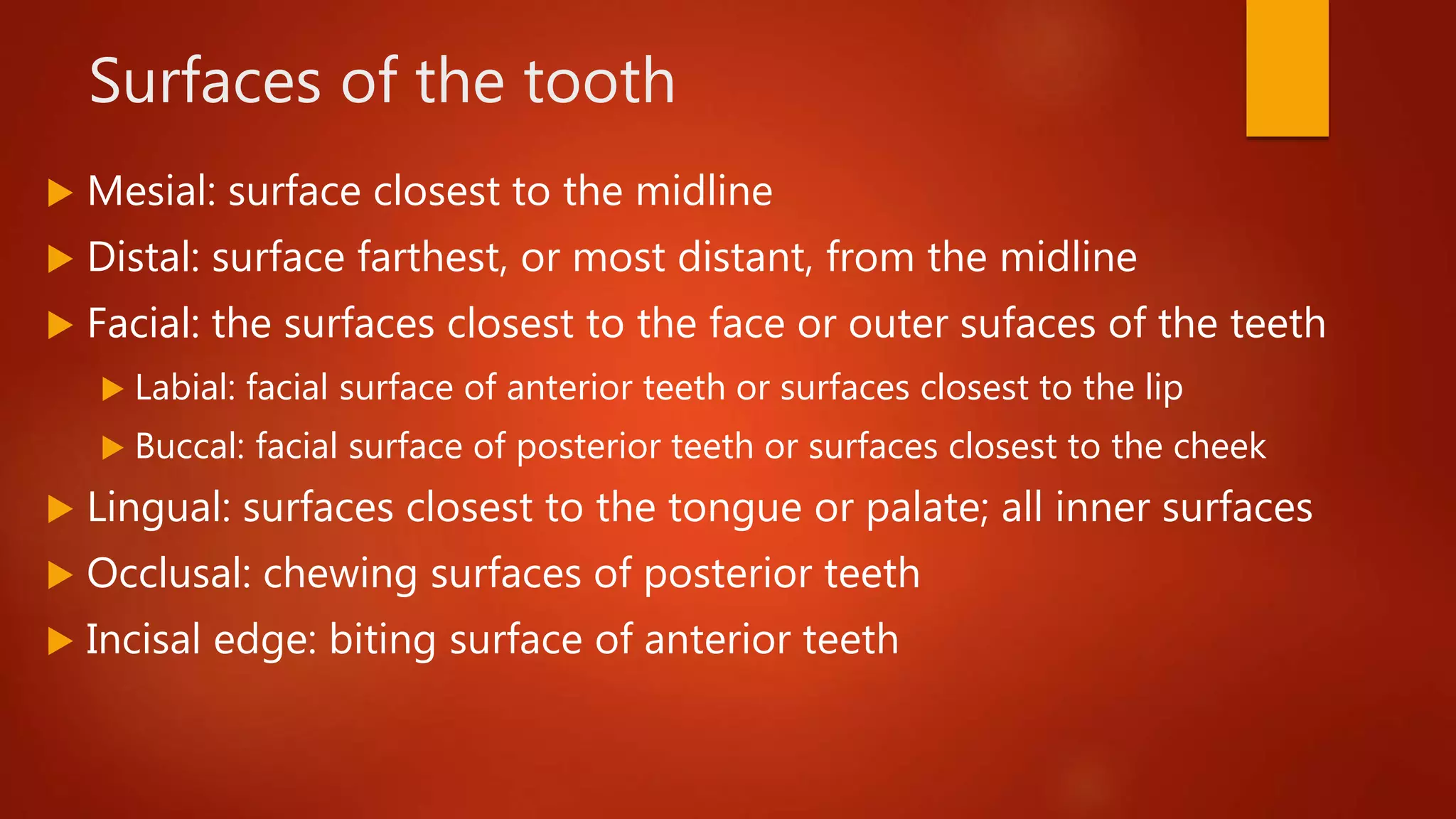 Surfaces of the tooth
 Mesial: surface closest to the midline
 Distal: surface farthest, or most distant, from the midline
 Facial: the surfaces closest to the face or outer sufaces of the teeth
 Labial: facial surface of anterior teeth or surfaces closest to the lip
 Buccal: facial surface of posterior teeth or surfaces closest to the cheek
 Lingual: surfaces closest to the tongue or palate; all inner surfaces
 Occlusal: chewing surfaces of posterior teeth
 Incisal edge: biting surface of anterior teeth
 