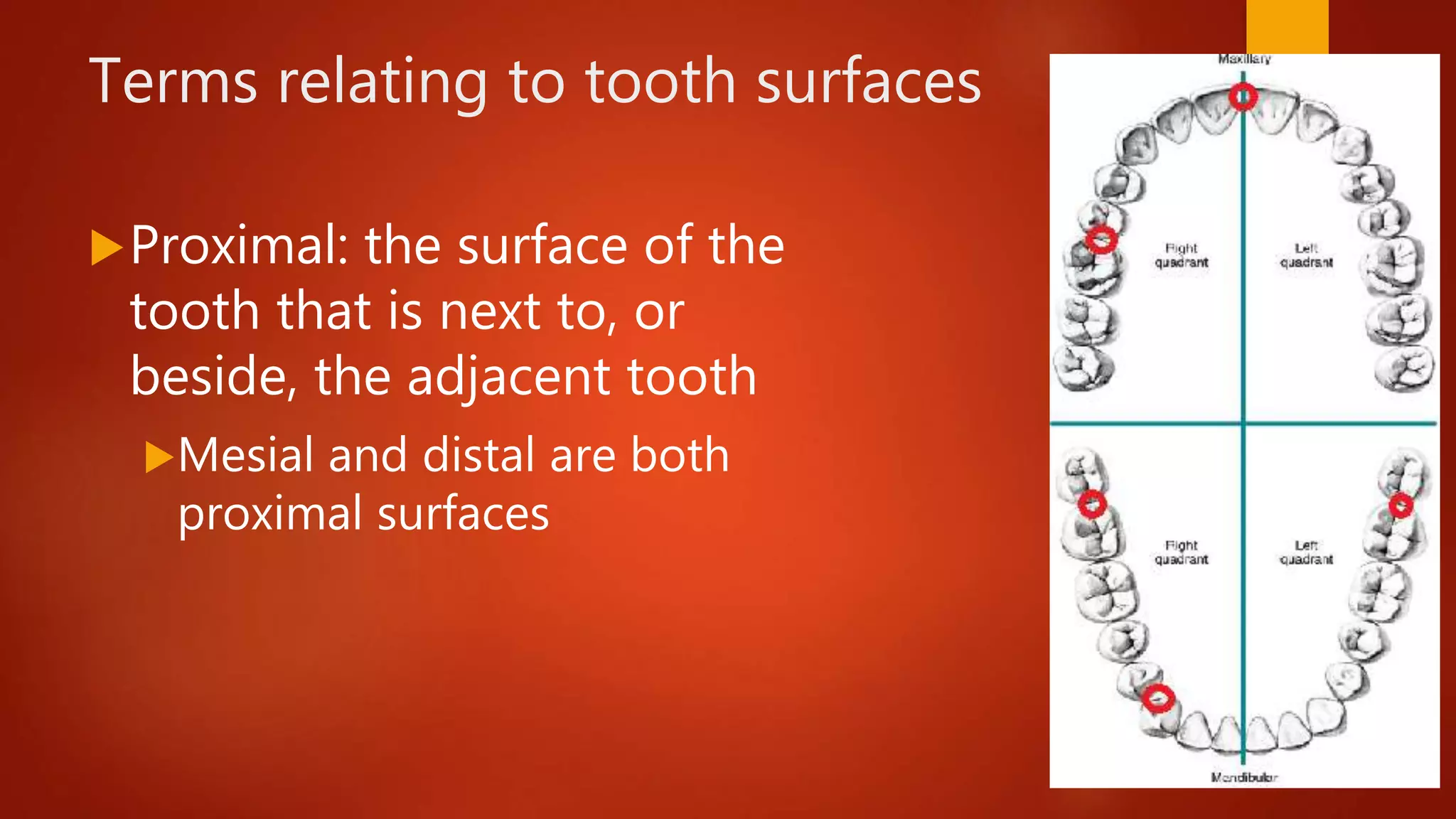Terms relating to tooth surfaces
Proximal: the surface of the
tooth that is next to, or
beside, the adjacent tooth
Mesial and distal are both
proximal surfaces
 
