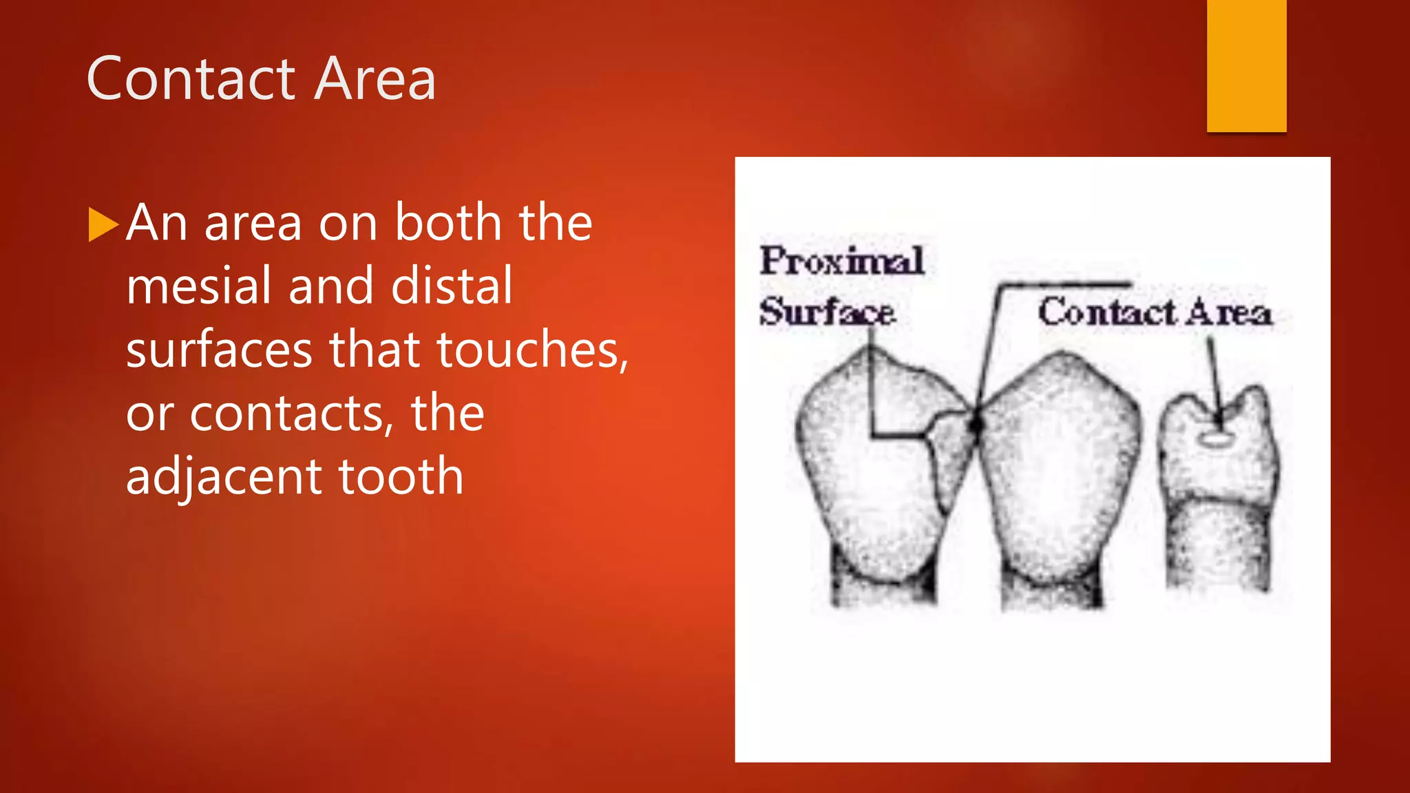 Contact Area
An area on both the
mesial and distal
surfaces that touches,
or contacts, the
adjacent tooth
 