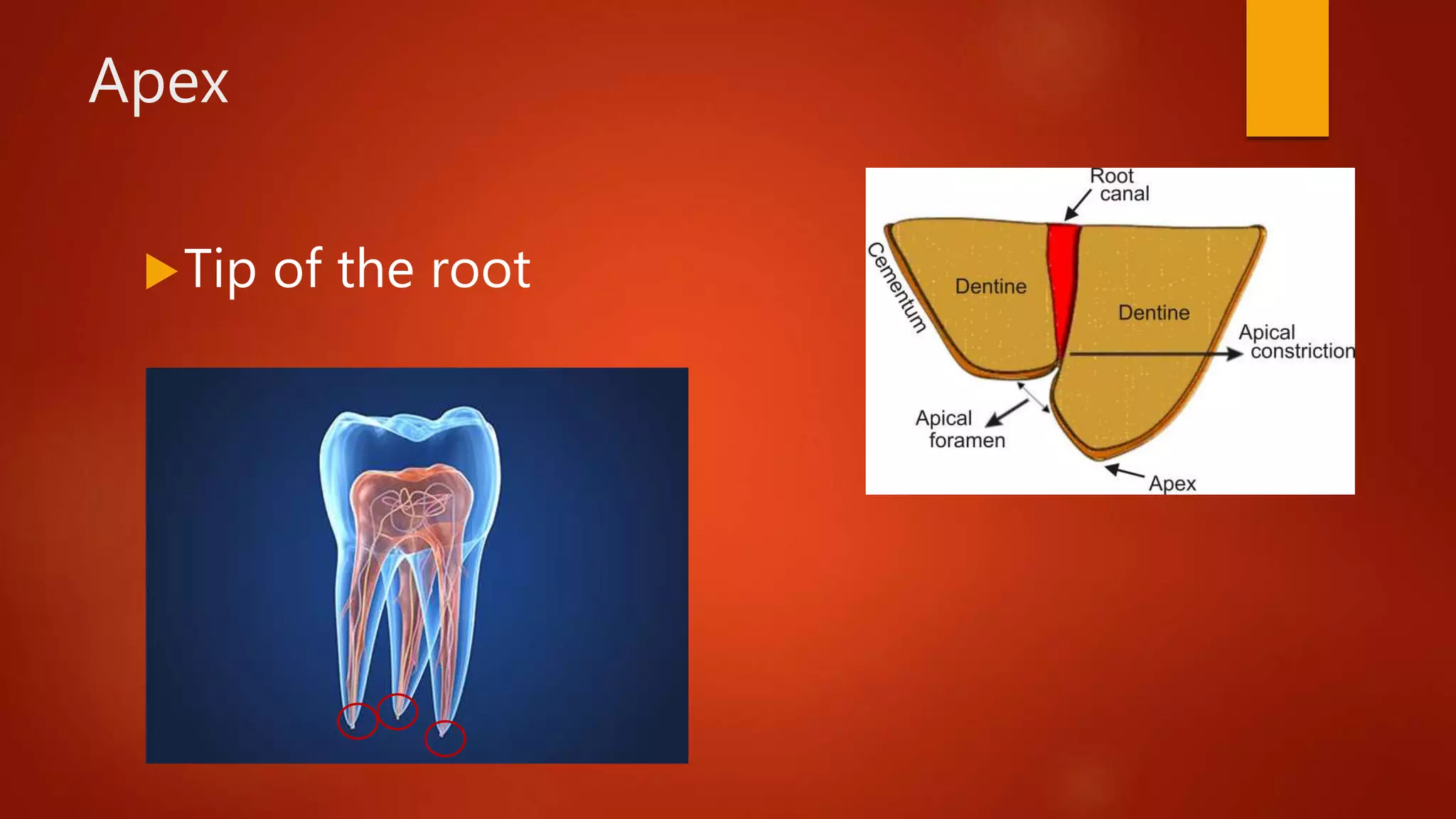 Apex
Tip of the root
 