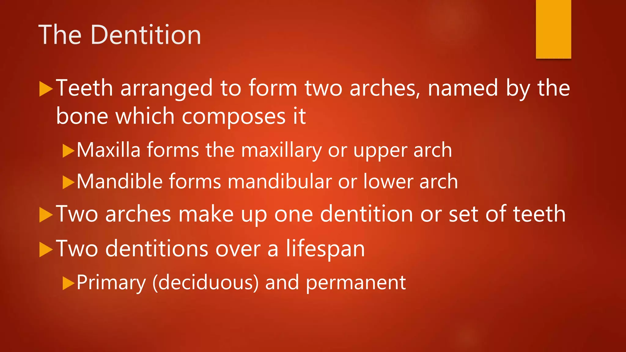 The Dentition
Teeth arranged to form two arches, named by the
bone which composes it
Maxilla forms the maxillary or upper arch
Mandible forms mandibular or lower arch
Two arches make up one dentition or set of teeth
Two dentitions over a lifespan
Primary (deciduous) and permanent
 