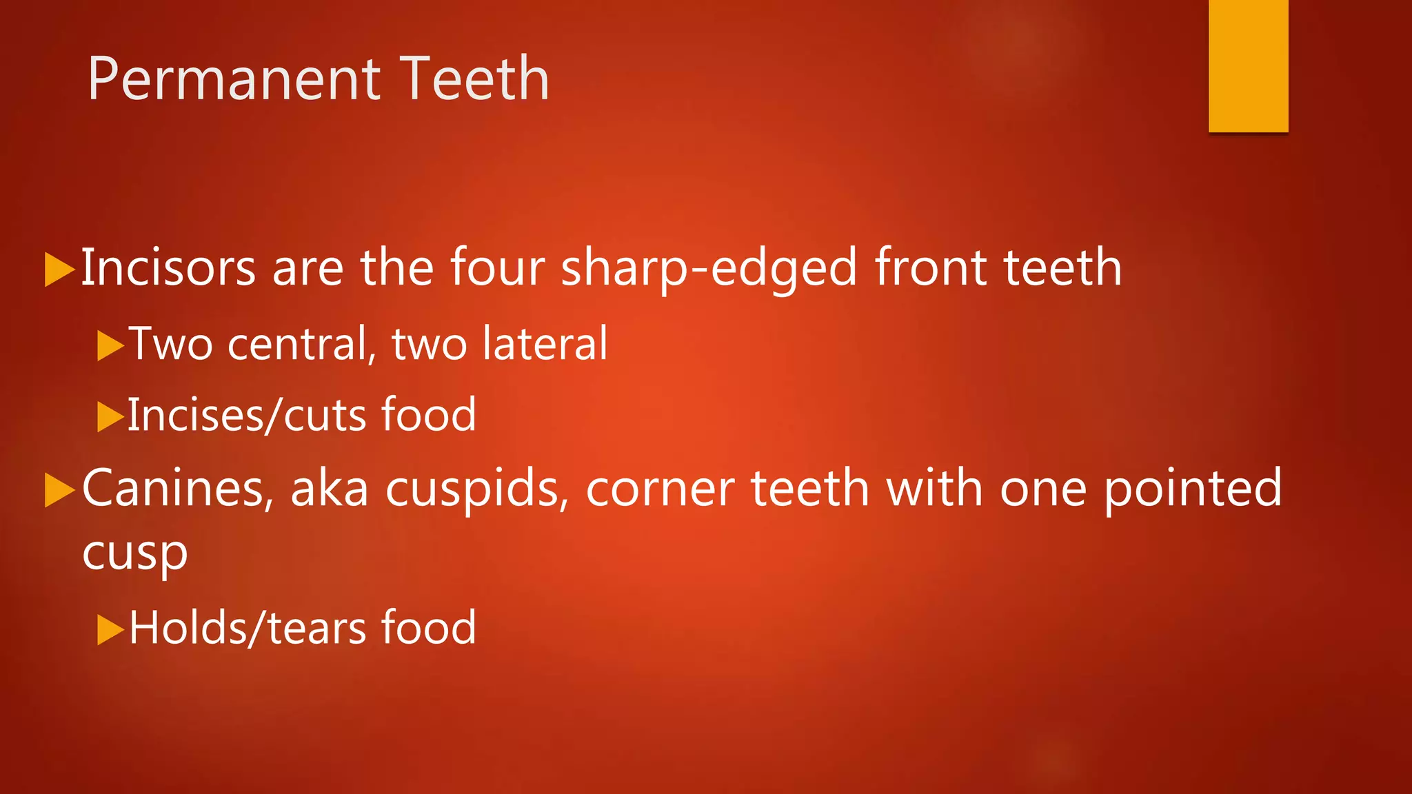 Permanent Teeth
Incisors are the four sharp-edged front teeth
Two central, two lateral
Incises/cuts food
Canines, aka cuspids, corner teeth with one pointed
cusp
Holds/tears food
 