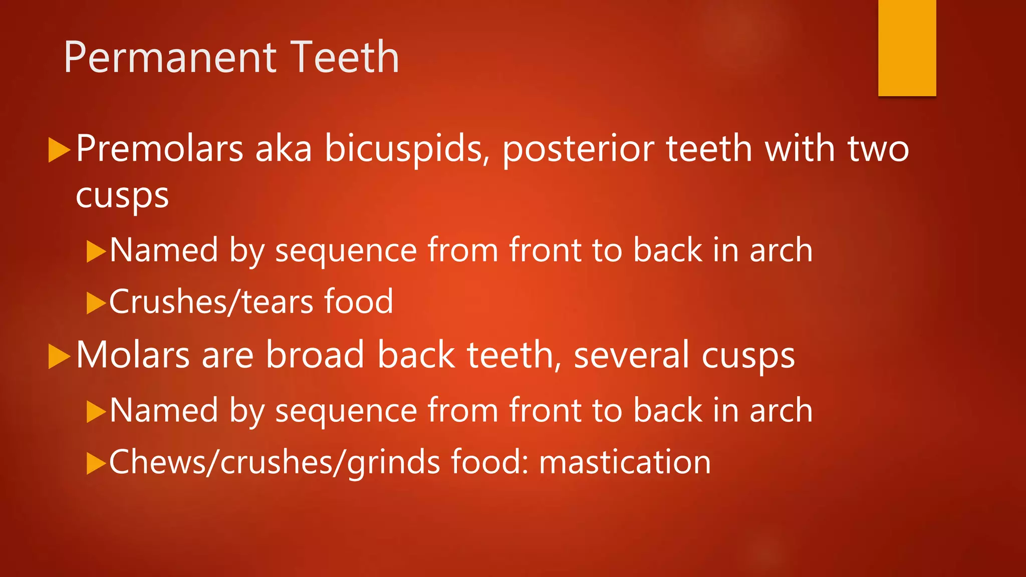Permanent Teeth
Premolars aka bicuspids, posterior teeth with two
cusps
Named by sequence from front to back in arch
Crushes/tears food
Molars are broad back teeth, several cusps
Named by sequence from front to back in arch
Chews/crushes/grinds food: mastication
 