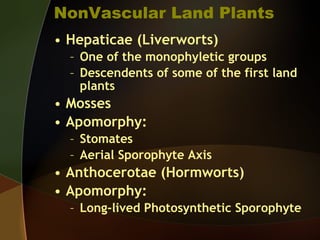 NonVascular Land Plants Hepaticae (Liverworts) One of the monophyletic groups Descendents of some of the first land plants Mosses Apomorphy: Stomates Aerial Sporophyte Axis Anthocerotae (Hormworts) Apomorphy: Long-lived Photosynthetic Sporophyte 