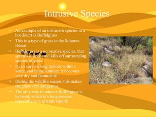 Intrusive Species
• An example of an instrusive species in a
hot desert is Buffelgrass
• This is a type of grass in the Sohoran
Desert
• Buffelgrass is a non-native species, that
spreads quickly and kills off surrounding
species of grass
• It can survive long periods without
water, and in the summer, it becomes
very dry and flammable
• During the wildfire season, this makes
the grass very dangerous
• The only way to remove Buffelgrass is
by hand, which is a long process,
especially as it spreads rapidly

 