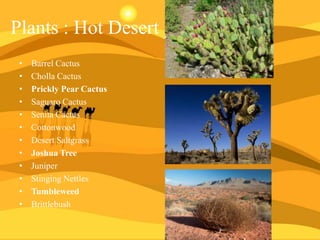 Plants : Hot Desert
•
•
•
•
•
•
•
•
•
•
•
•

Barrel Cactus
Cholla Cactus
Prickly Pear Cactus
Saguaro Cactus
Senita Cactus
Cottonwood
Desert Saltgrass
Joshua Tree
Juniper
Stinging Nettles
Tumbleweed
Brittlebush

 