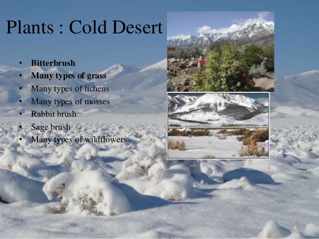 The Desert Biome The Desert Biome