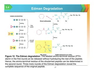 The determination of amino acid sequences presentation autumne 2015 | PDF