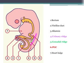The developmental anatomy of reproductive system | PDF