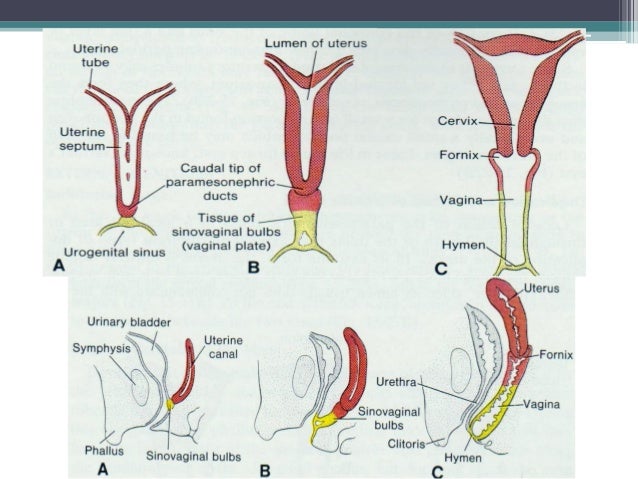 The developmental anatomy of reproductive system