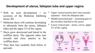 Comprehensive Overview of Female Sexual and Pelvic Organ Development ...