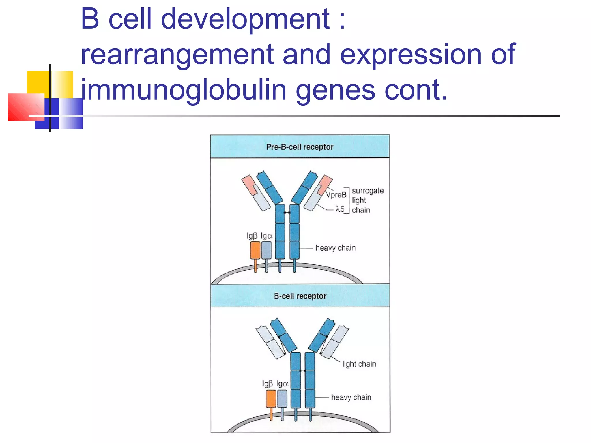 B cell development :
rearrangement and expression of
immunoglobulin genes cont.
 