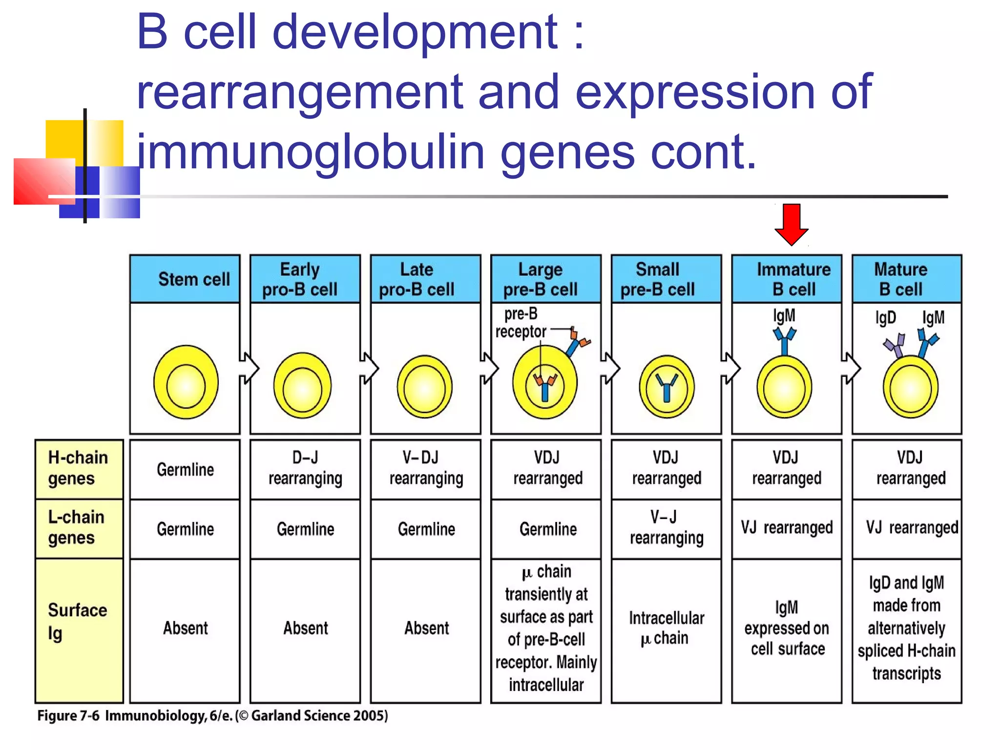 B cell development :
rearrangement and expression of
immunoglobulin genes cont.
 