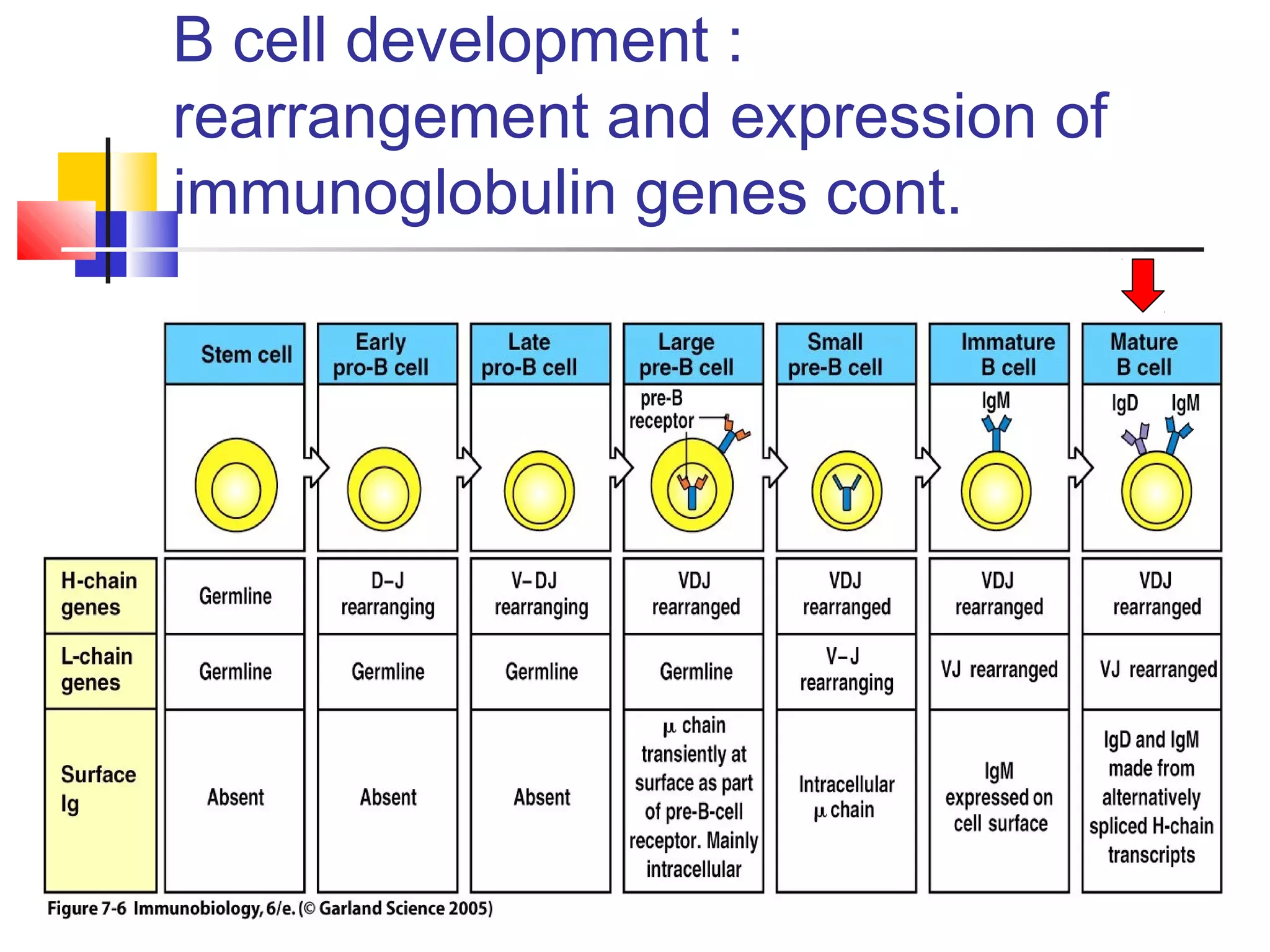 B cell development :
rearrangement and expression of
immunoglobulin genes cont.
 