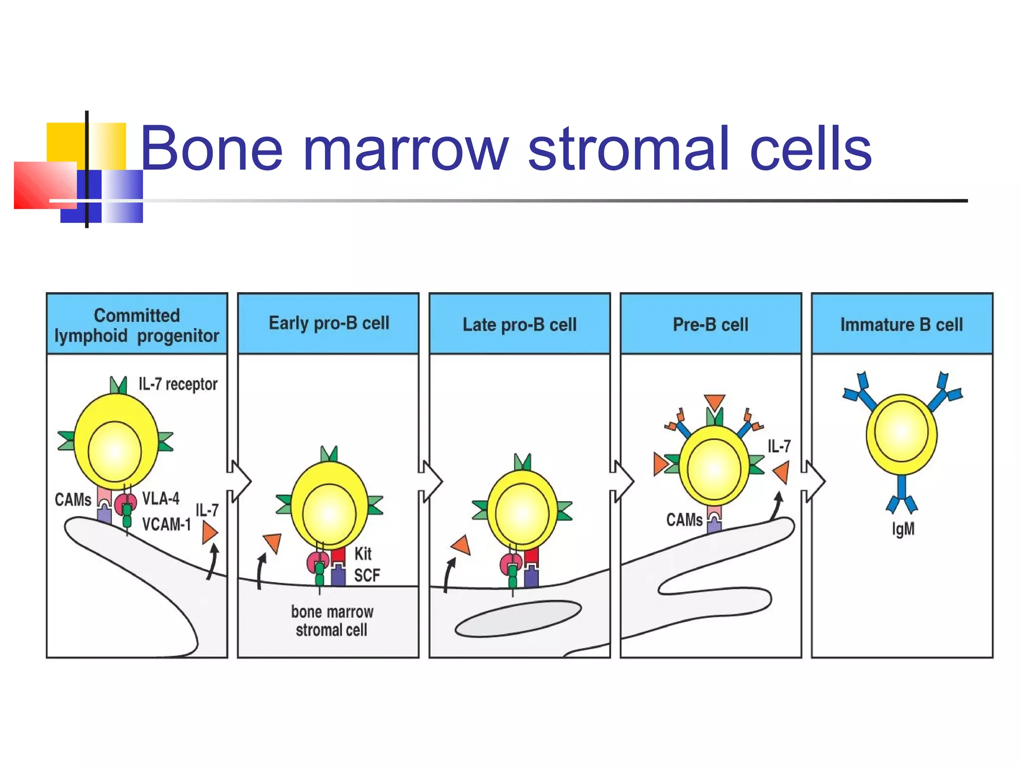 Bone marrow stromal cells
 