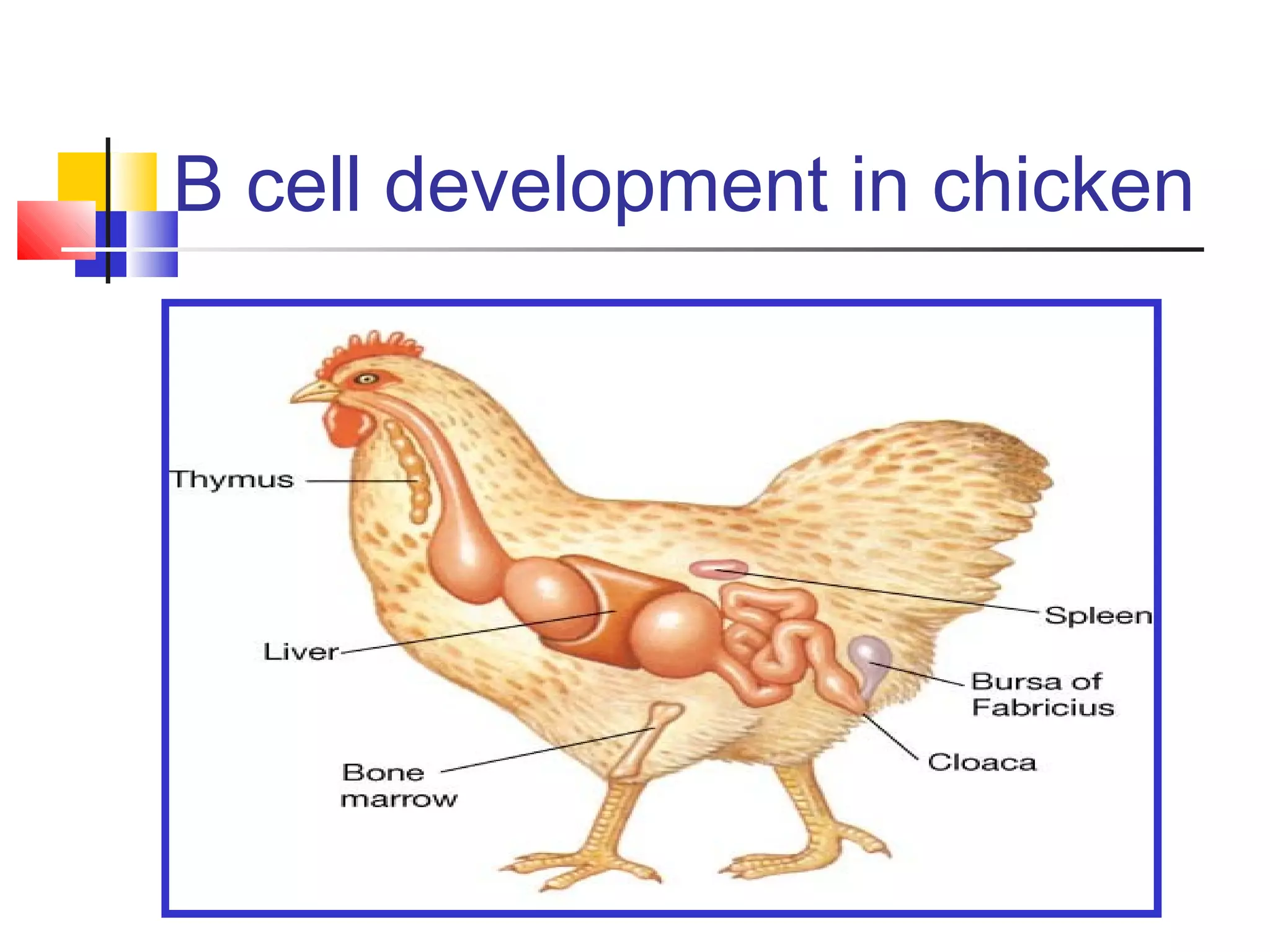 B cell development in chicken
 
