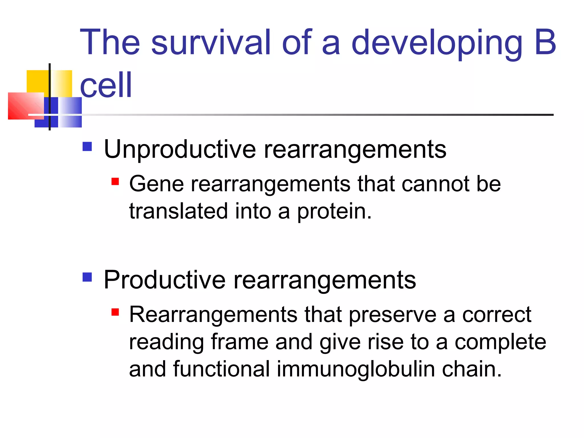 The survival of a developing B
cell
   Unproductive rearrangements
       Gene rearrangements that cannot be
        translated into a protein.

   Productive rearrangements
       Rearrangements that preserve a correct
        reading frame and give rise to a complete
        and functional immunoglobulin chain.
 