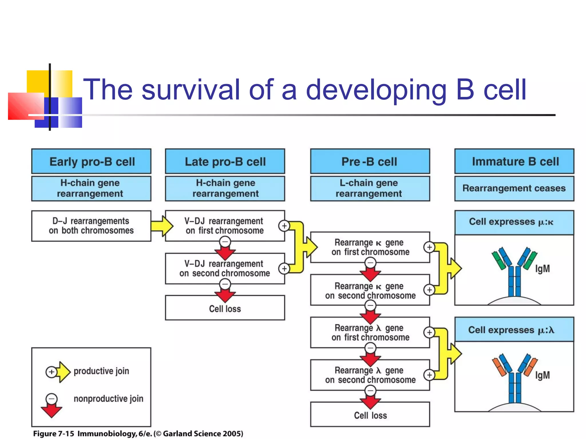 The survival of a developing B cell
 
