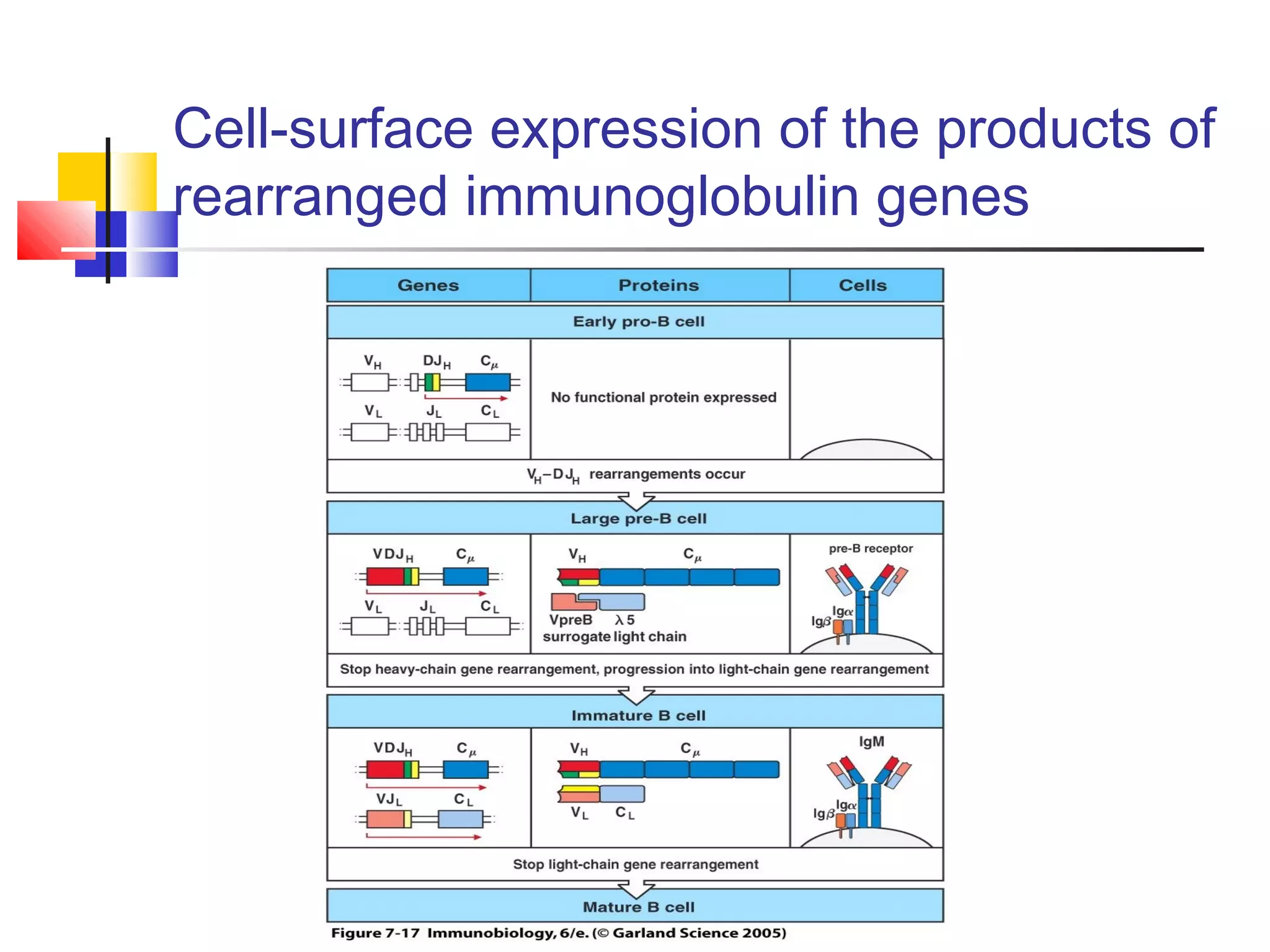 Cell-surface expression of the products of
rearranged immunoglobulin genes
 