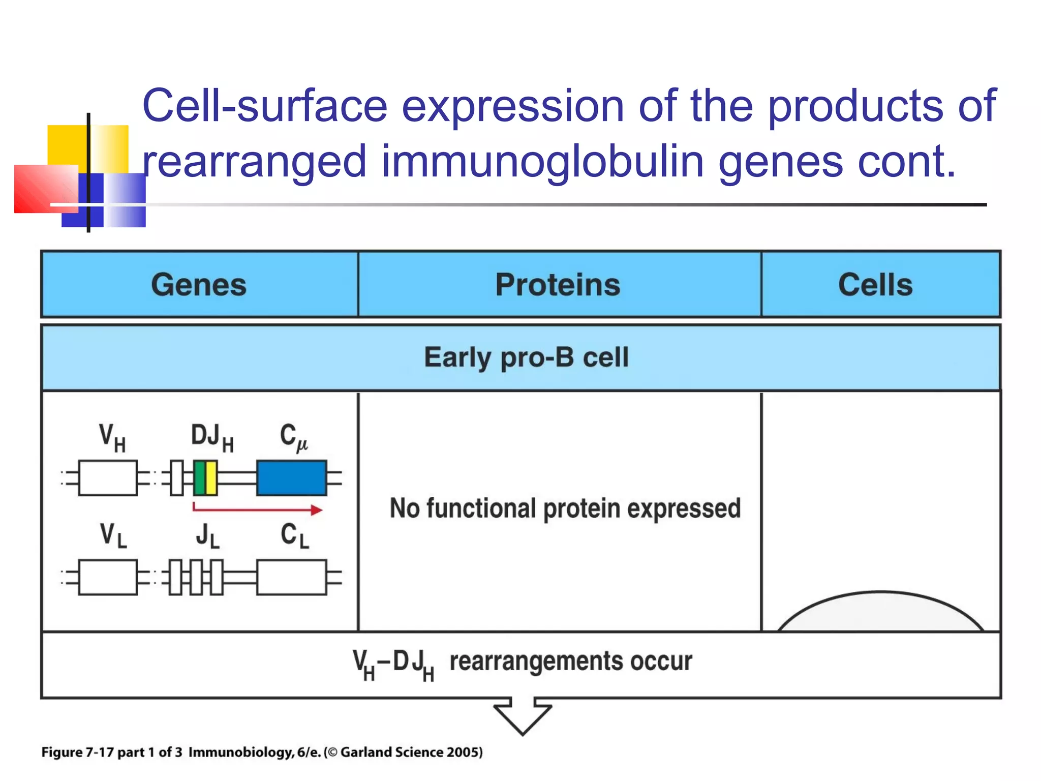 Cell-surface expression of the products of
rearranged immunoglobulin genes cont.
 