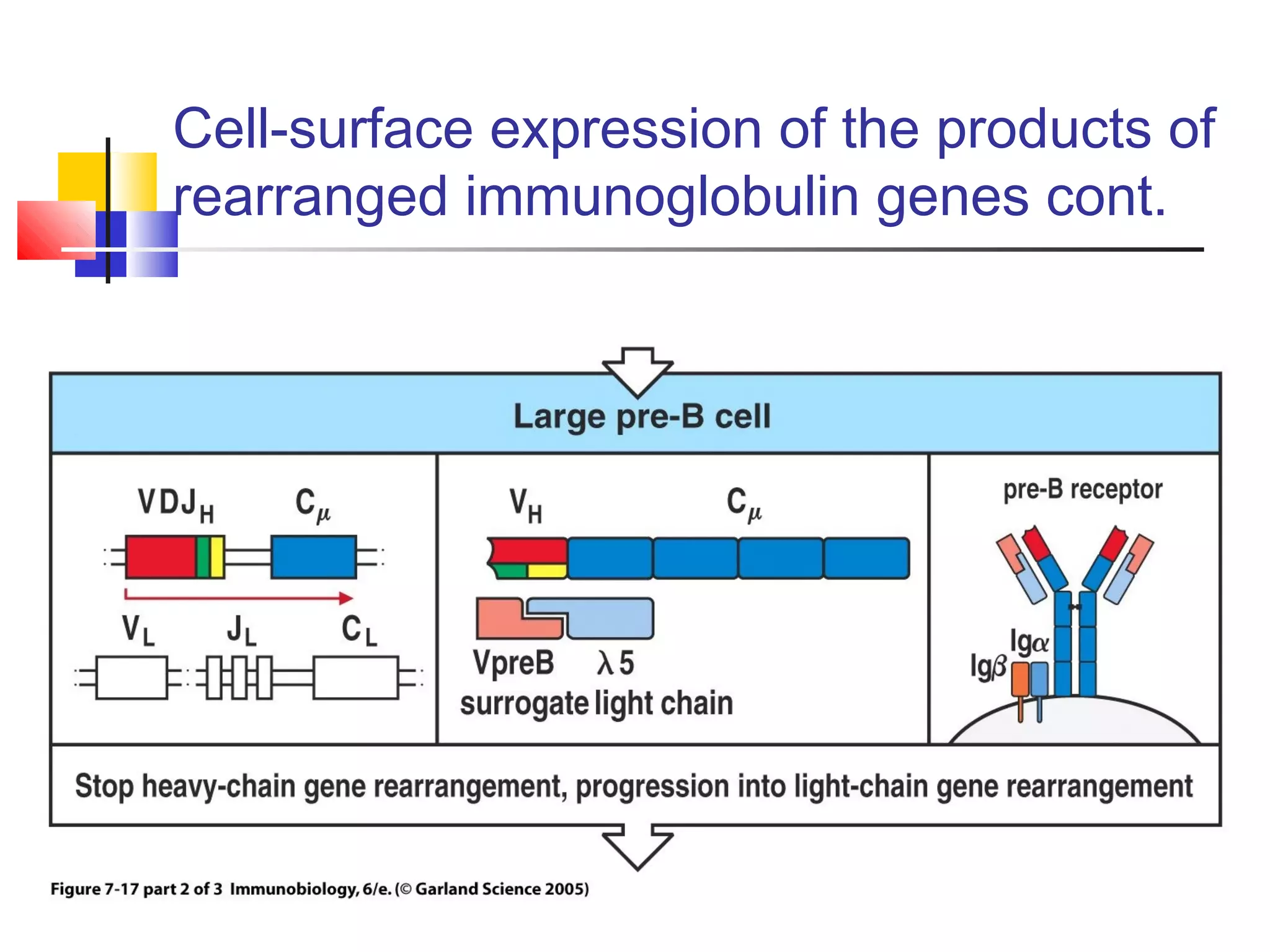 Cell-surface expression of the products of
rearranged immunoglobulin genes cont.
 