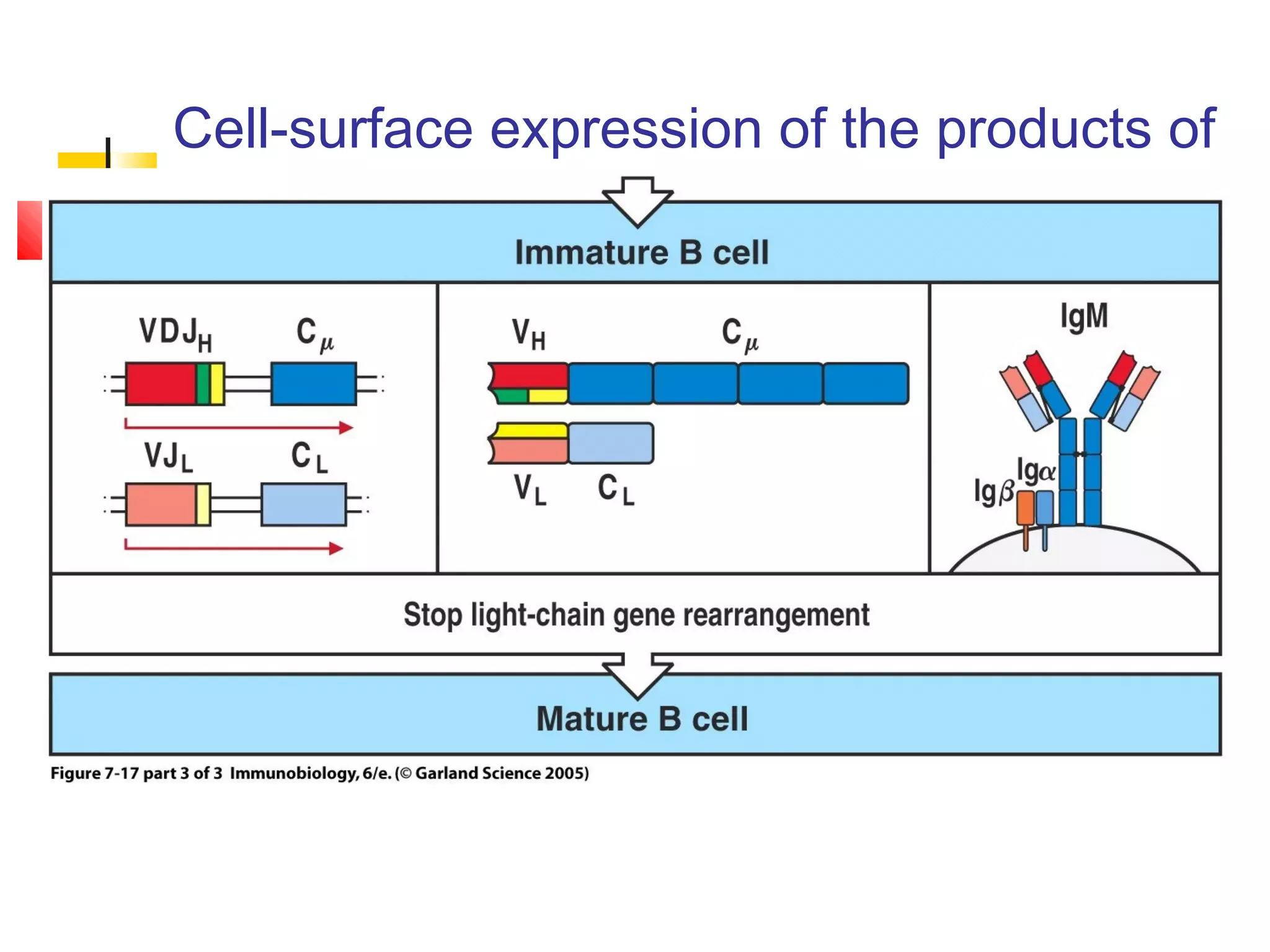 Cell-surface expression of the products of
rearranged immunoglobulin genes cont.
 