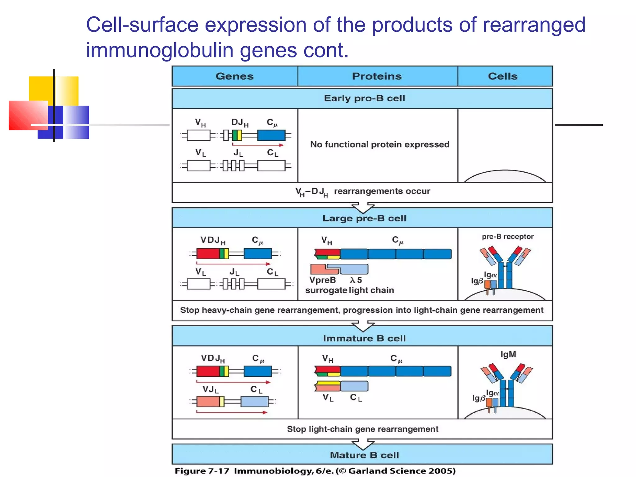 Cell-surface expression of the products of rearranged
immunoglobulin genes cont.
 